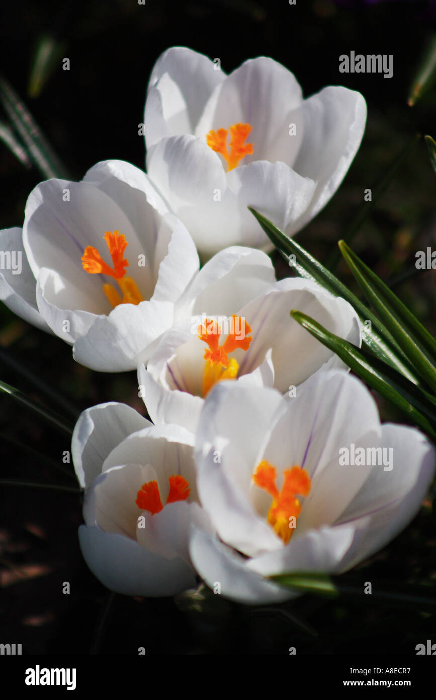 Gegenden der Stadt erwacht zum Leben mit Frühlingsblumen den Haag Holland Nahaufnahme von einer Gruppe von weißen Blüten Stockfoto