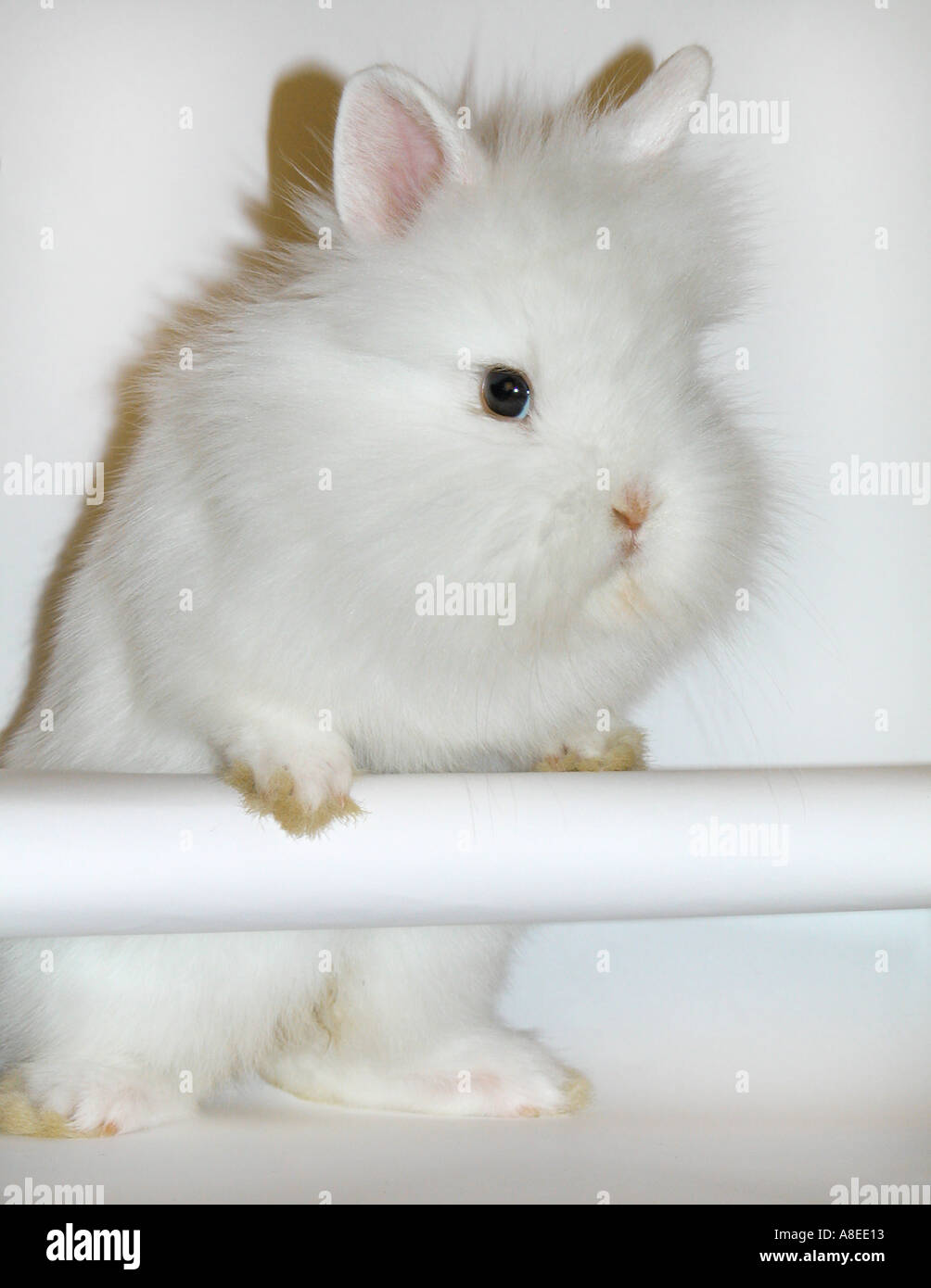weißes Kaninchen Angora Langhaar Stockfoto