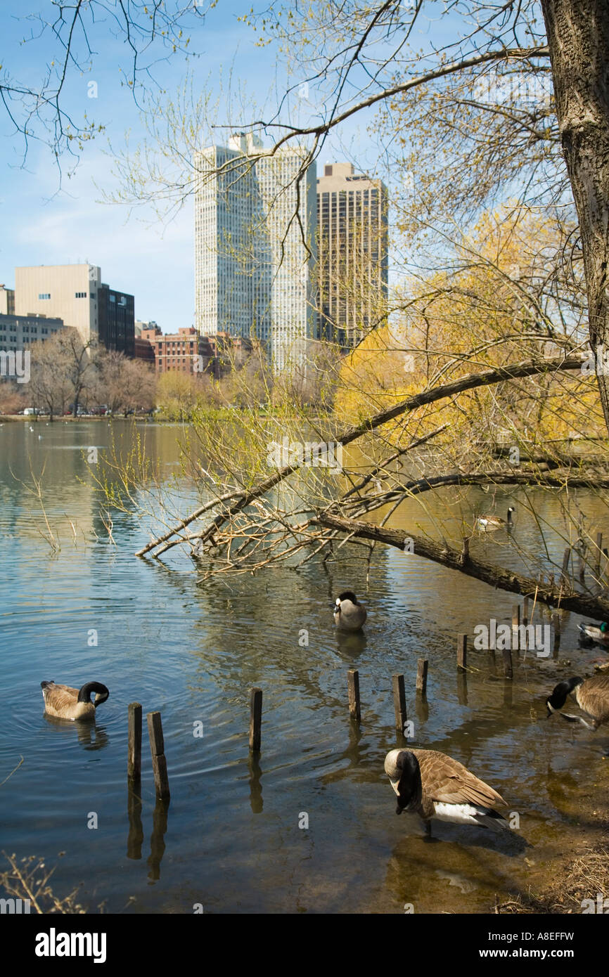 CHICAGO Illinois Kanadagänse reinigen und putzen im Lincoln Park Lagune Hochhäuser in Ferne Stockfoto