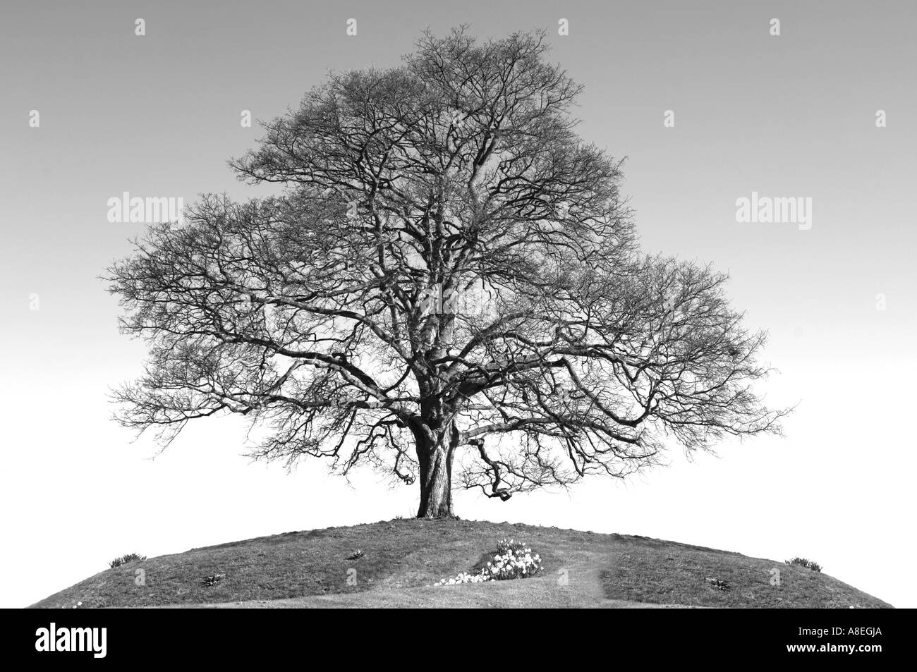 Monochrom Schwarz / Weiß Bild einer Eiche auf einem Hügel im Frühjahr mit blauen Himmel und Narzissen Stockfoto