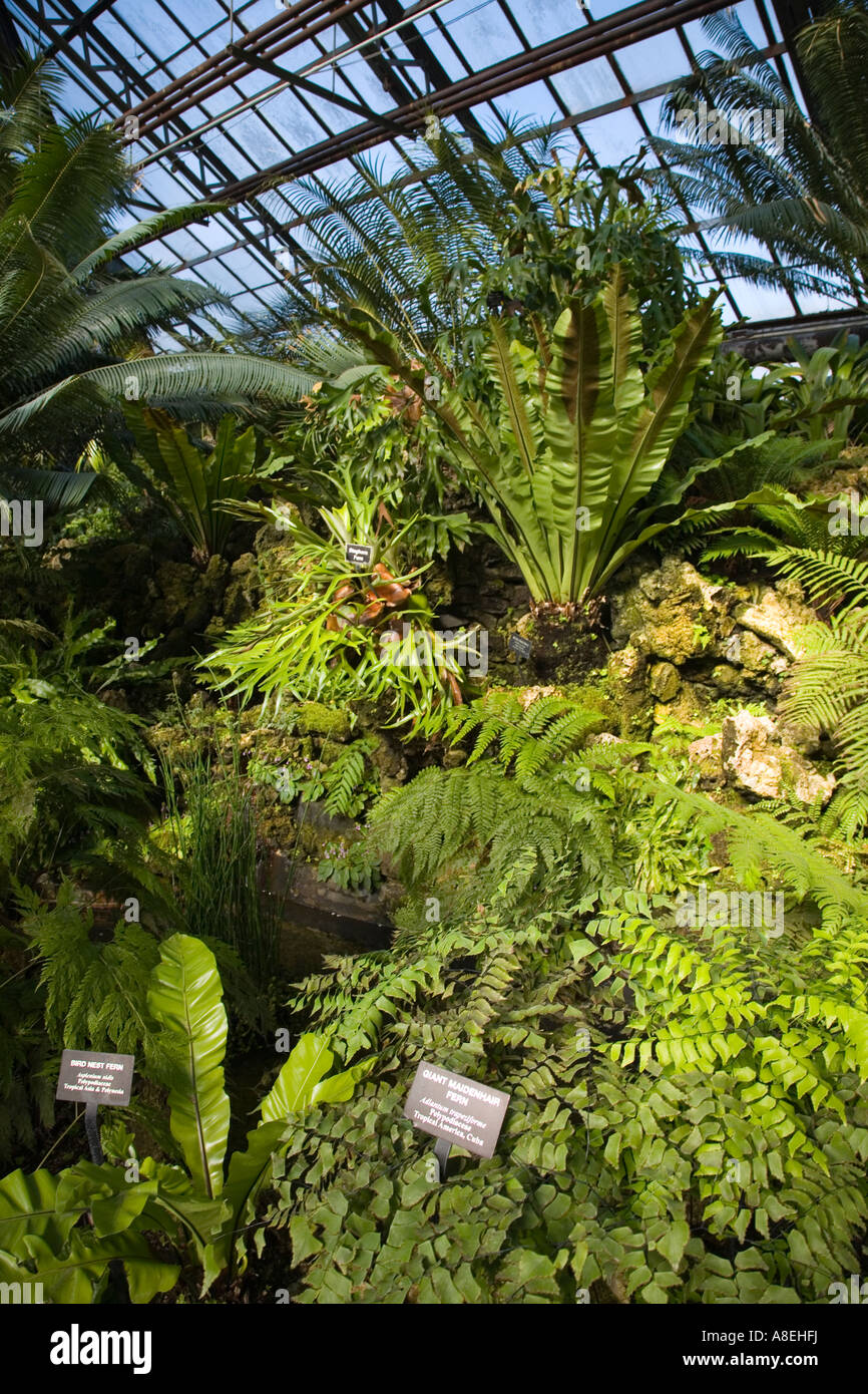 CHICAGO Illinois Farn Zimmer im Lincoln Park Conservatory innen Botanischer  Garten Stockfotografie - Alamy