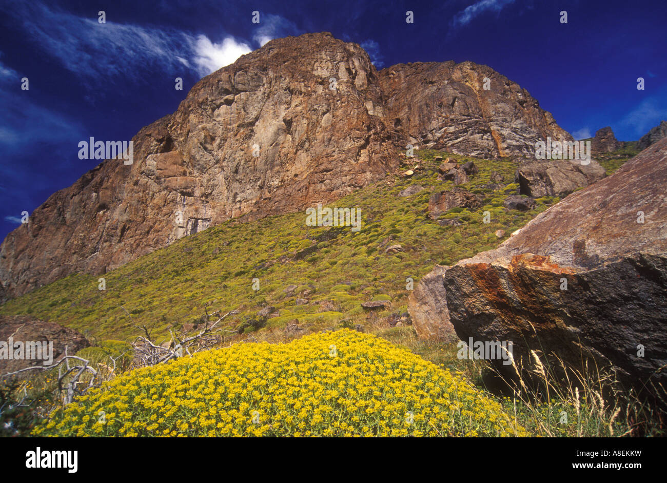 Neneo (Mulinum Spinosum) und Cerro Rosa im Nationalpark Los Glaciares, Santa Cruz, Patagonien, Argentinien Stockfoto