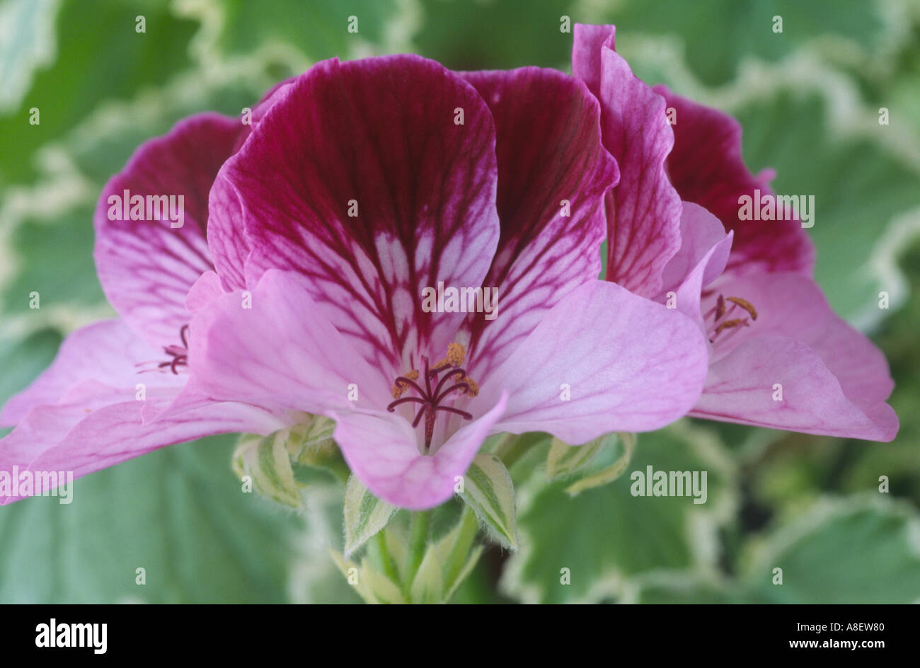 Pelargonien "Oldbury Duet". Bunte Engel Pelargonien. Stockfoto