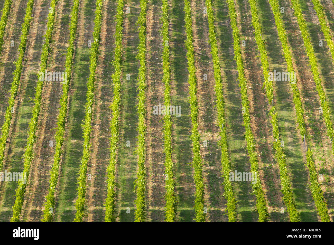 Greve, Chianti, Toskana, Italien. Badia Passignano Weinberg Stockfoto