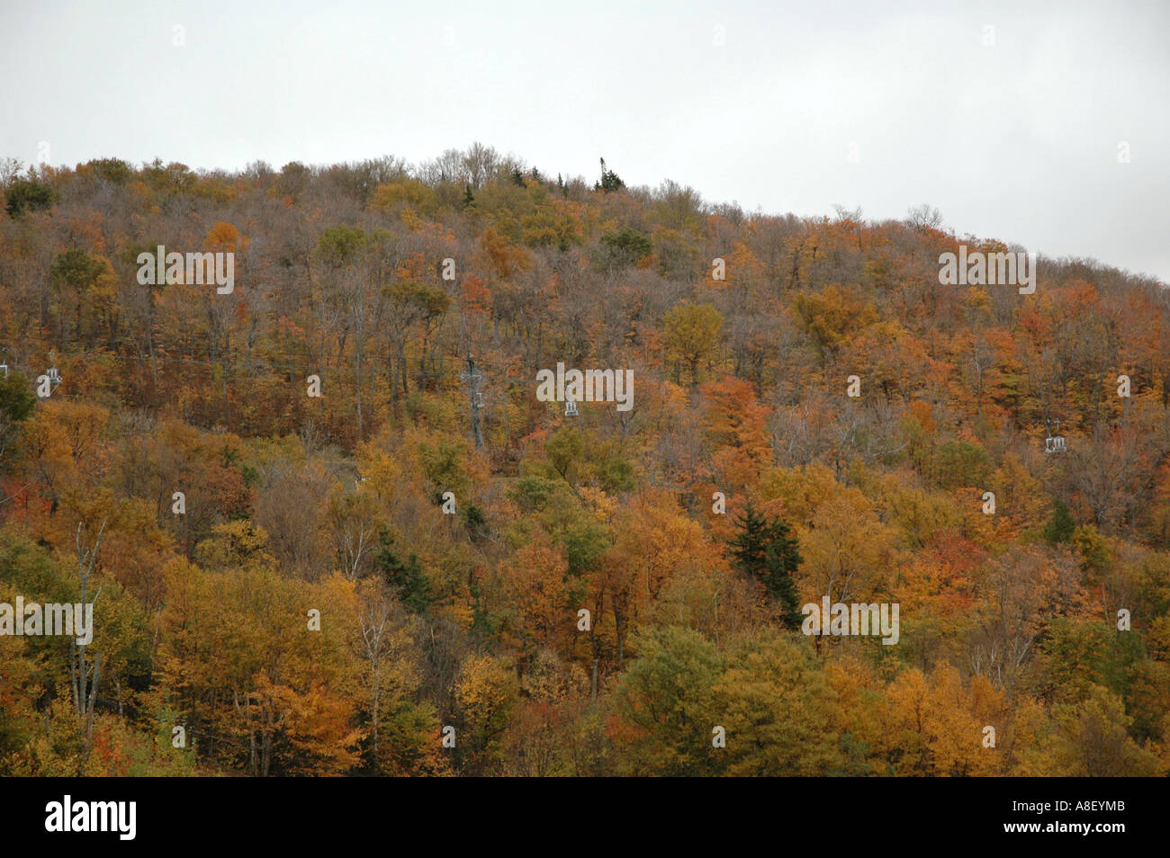 Seilbahnen und Wald im Herbst, Kanada Stockfoto