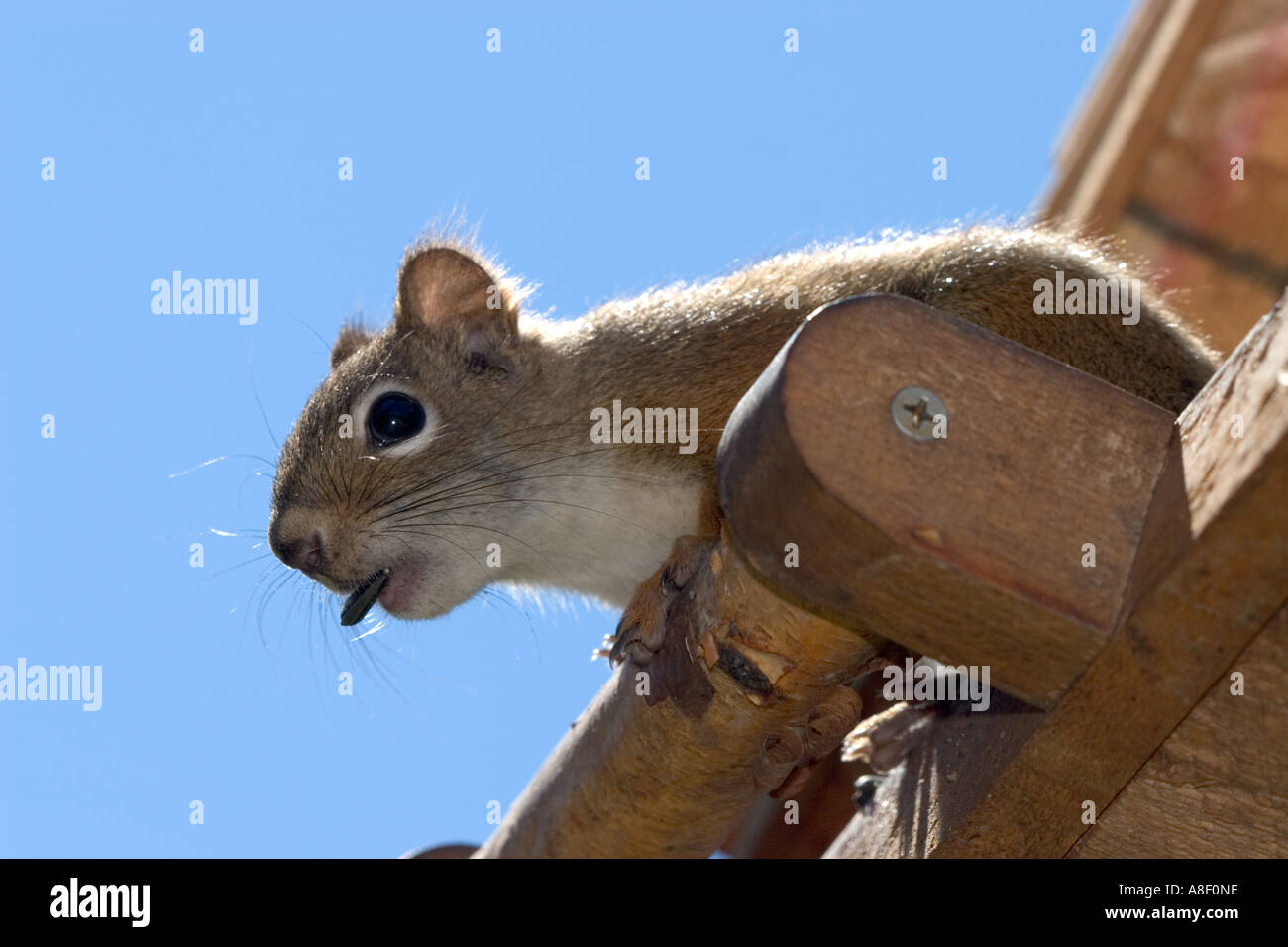 Eichhörnchen plündern ein Vogelhaus für eine einfache Mahlzeit Stockfoto