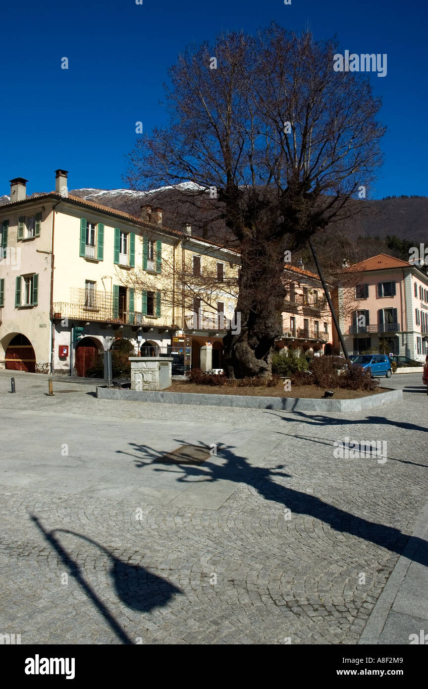 Alter Baum in Mergozzo See - Italien Stockfoto