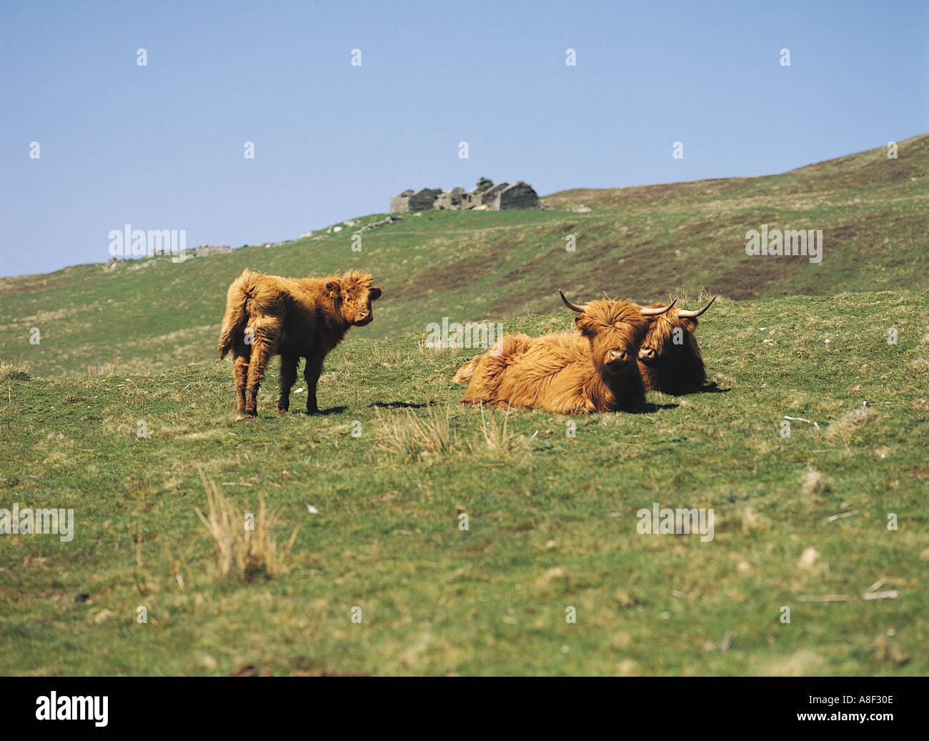 dh Highland Cow CATTLE UK Schottische Herde von Highland Cattle In Feldhütte Rousay Orkney langhaarige Kühe Kälber Haar Tiere Hochland schottland ländlich Stockfoto