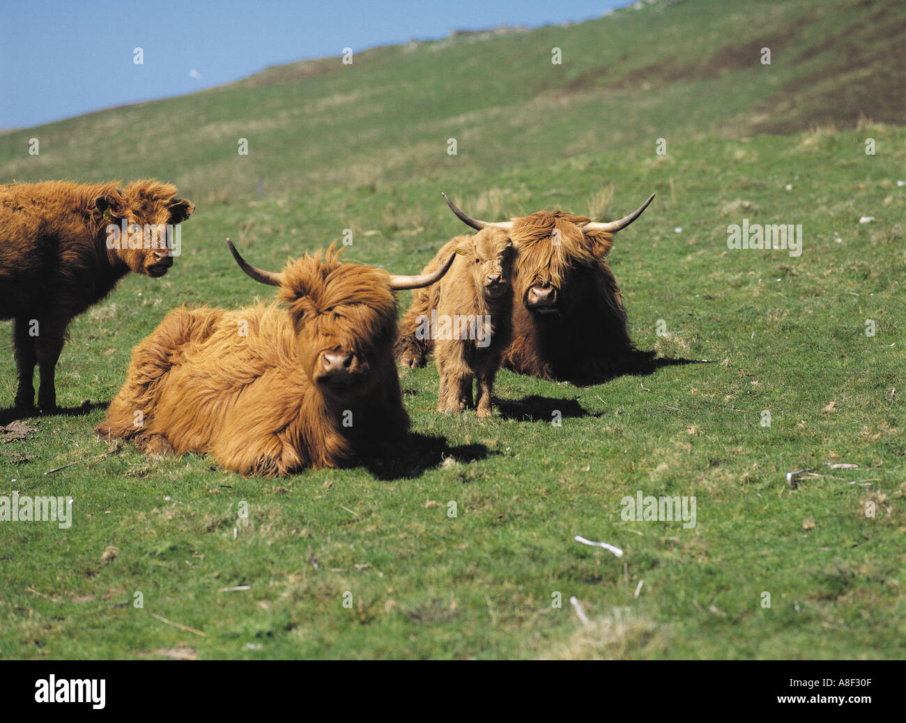 Dh Highland Kuh Rinder UK schottische Hochlandrinder Rousay Orkney Tiere Kühe Hörner haarige Waden Stockfoto