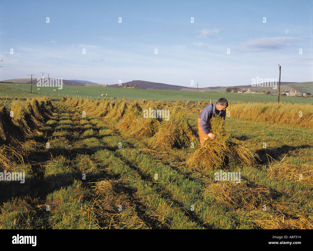 Dh Heu stapeln Riemenscheiben ERNTE GROSSBRITANNIEN Orkney Schottland landwirtschaftlichen Landarbeiter traditionelle Farmer Field worker Stockfoto