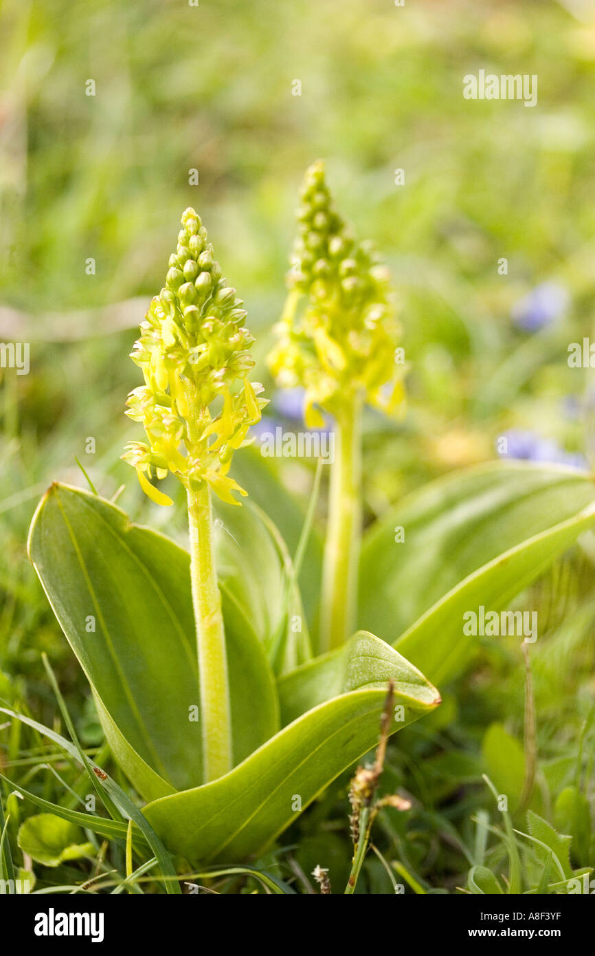 Gemeinsamen Nestwurzen Listera Ovata Stockfoto