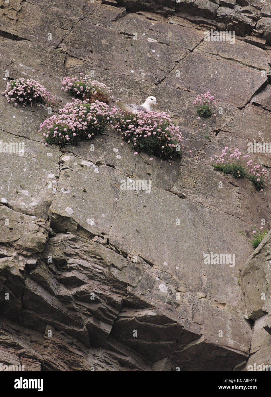 dh Fulmar Vogel UK Fulmar Fulmarus Cyclopoida nisten unter Sparsamkeit Armeria maritima Stockfoto