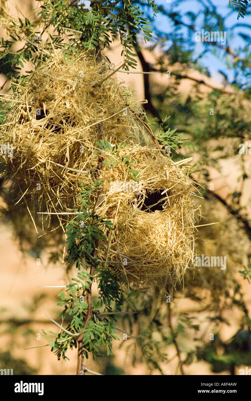 Maskierte Weaver Vögel Nester Stockfoto