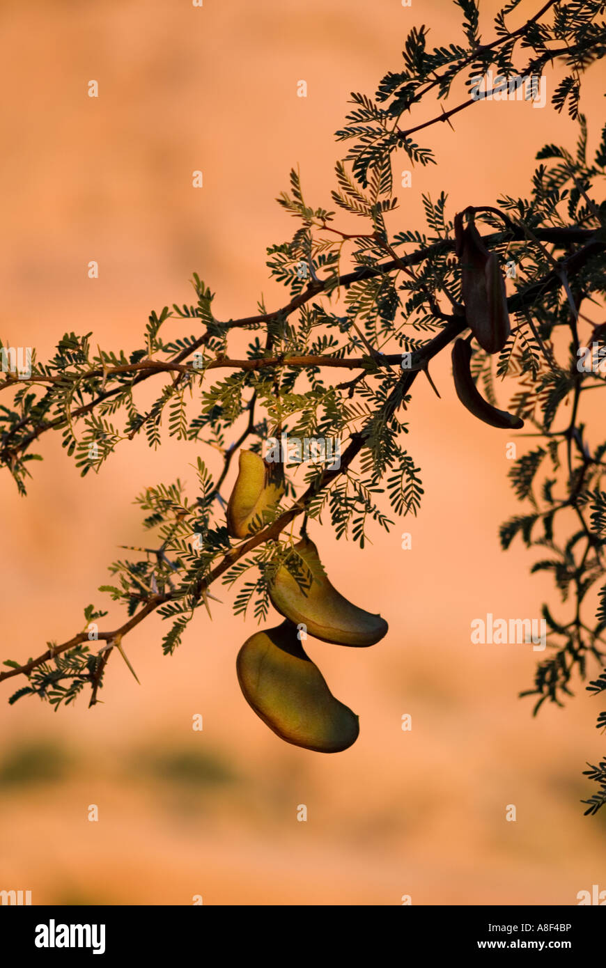 Acacia Seed pods Stockfoto