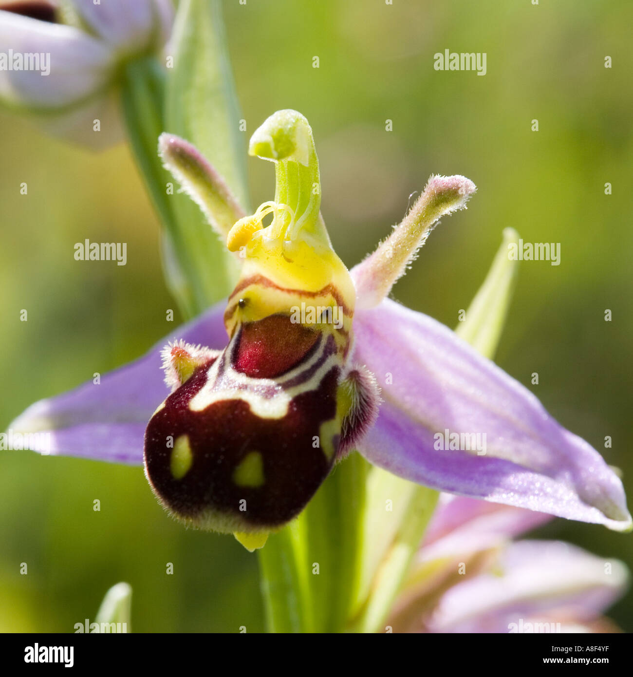 Biene Orchidee Ophrys Apifera Stockfoto