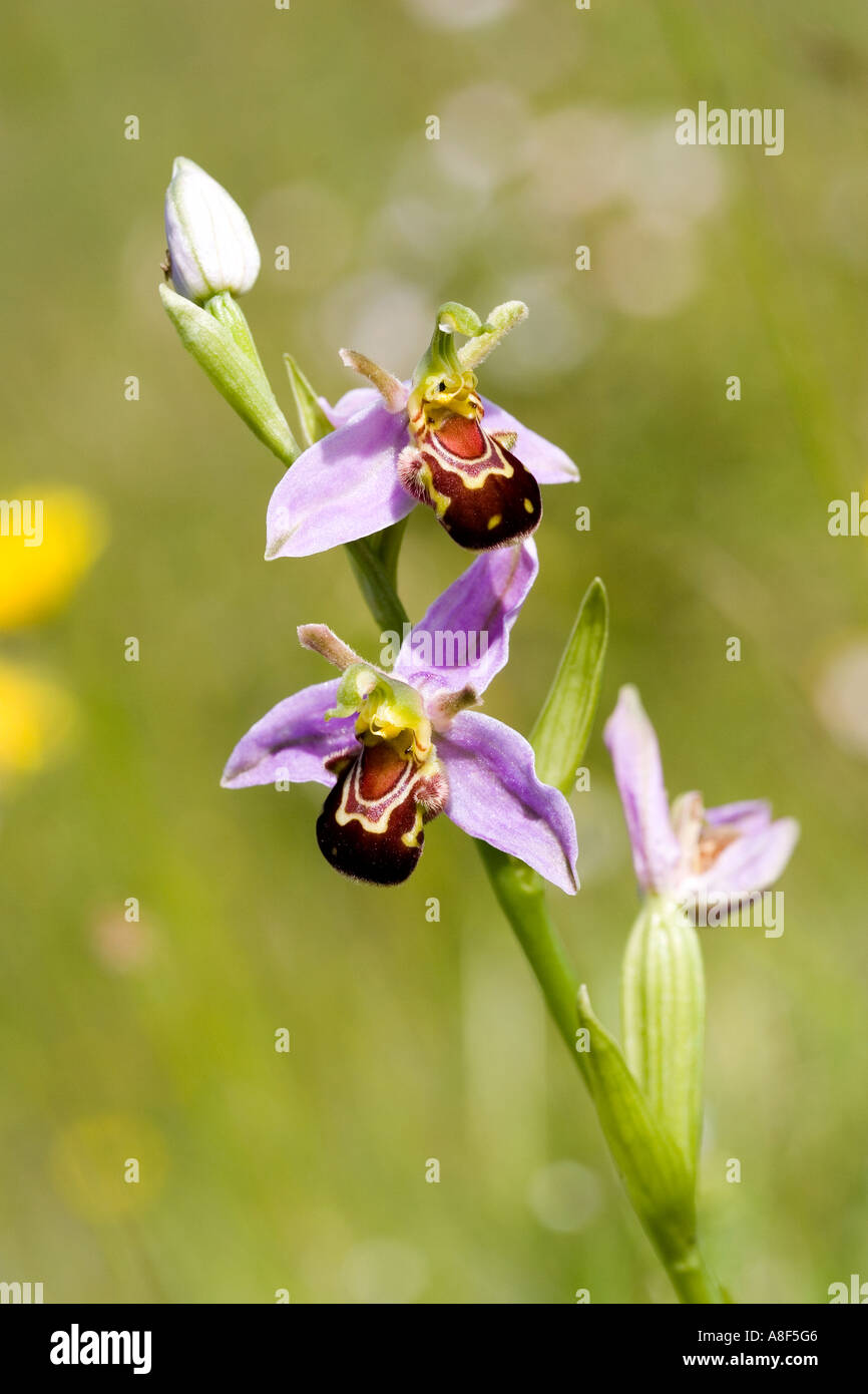 Biene Orchidee Ophrys Apifera Stockfoto