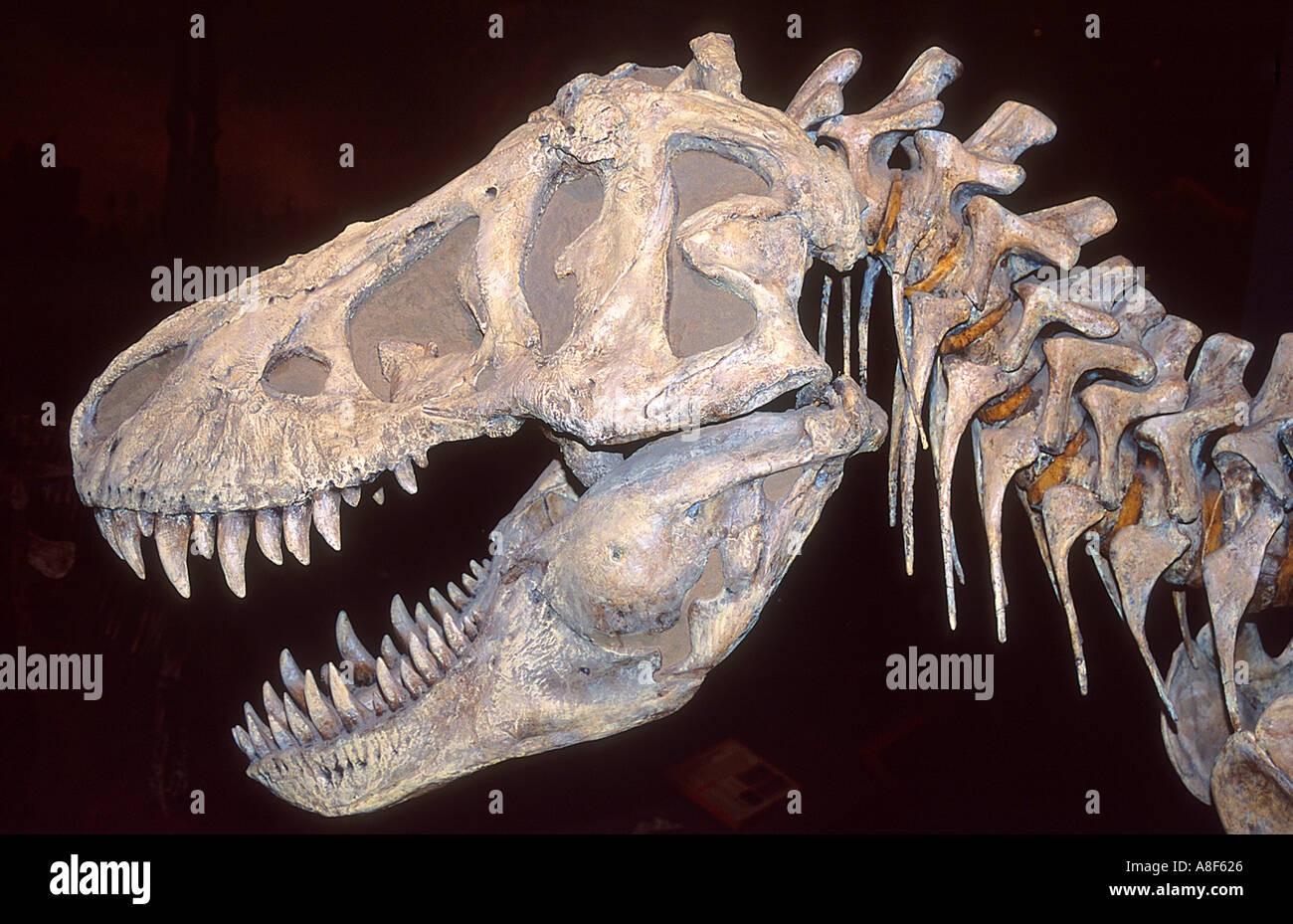 Kopf eines Dinosauriers Tyrannosaurus Rex Royal Tyrell Dinosaur Museum in der Nähe von Drumheller, Alberta Kanada Stockfoto