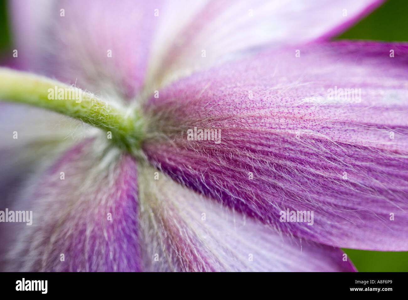 Pasque Blume Pulsatilla Rannunculaceae vulgaris Stockfoto