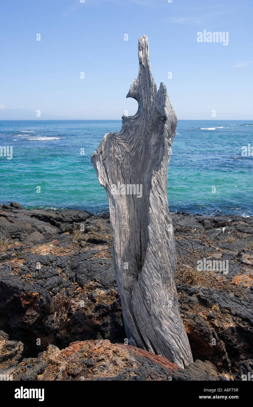 Mangroven-Baum am Punta Moreno auf Insel Isabela Galapagos Ecuador Südamerika Stockfoto