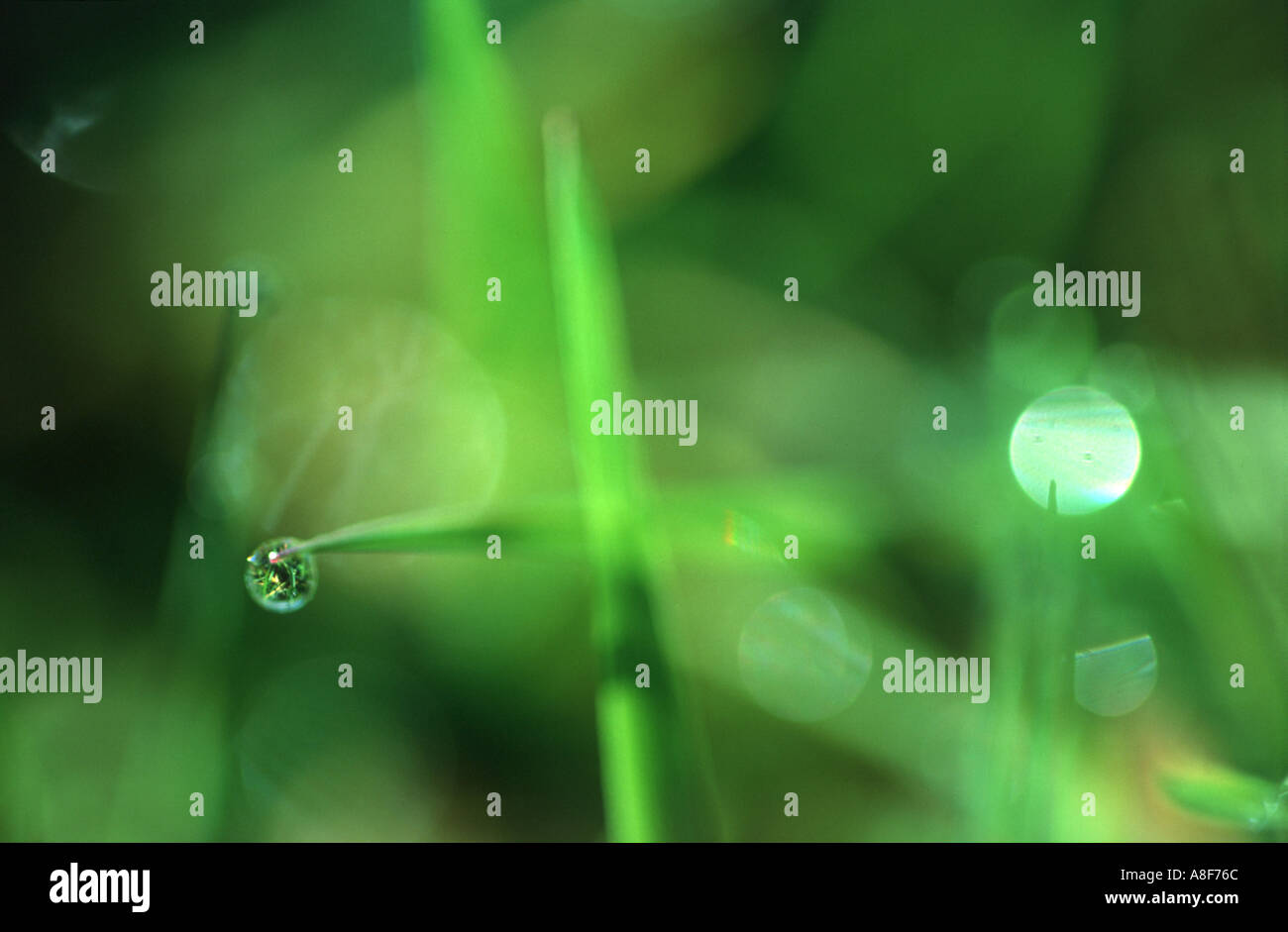 Nahaufnahme von Tautropfen auf Rasen Fischen Allgaeu Bayern Deutschland Stockfoto