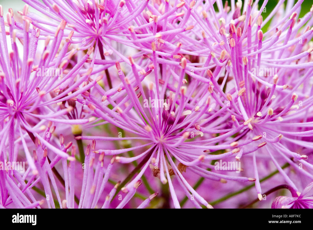 Thalictrum Aquilegifolium gemeinsame Wiese Rue Stockfoto