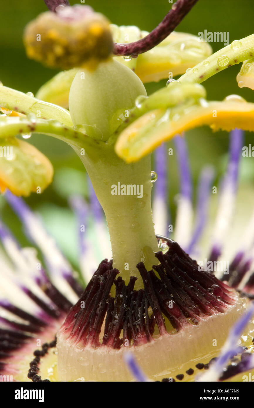 Passionsblume-detail Stockfoto