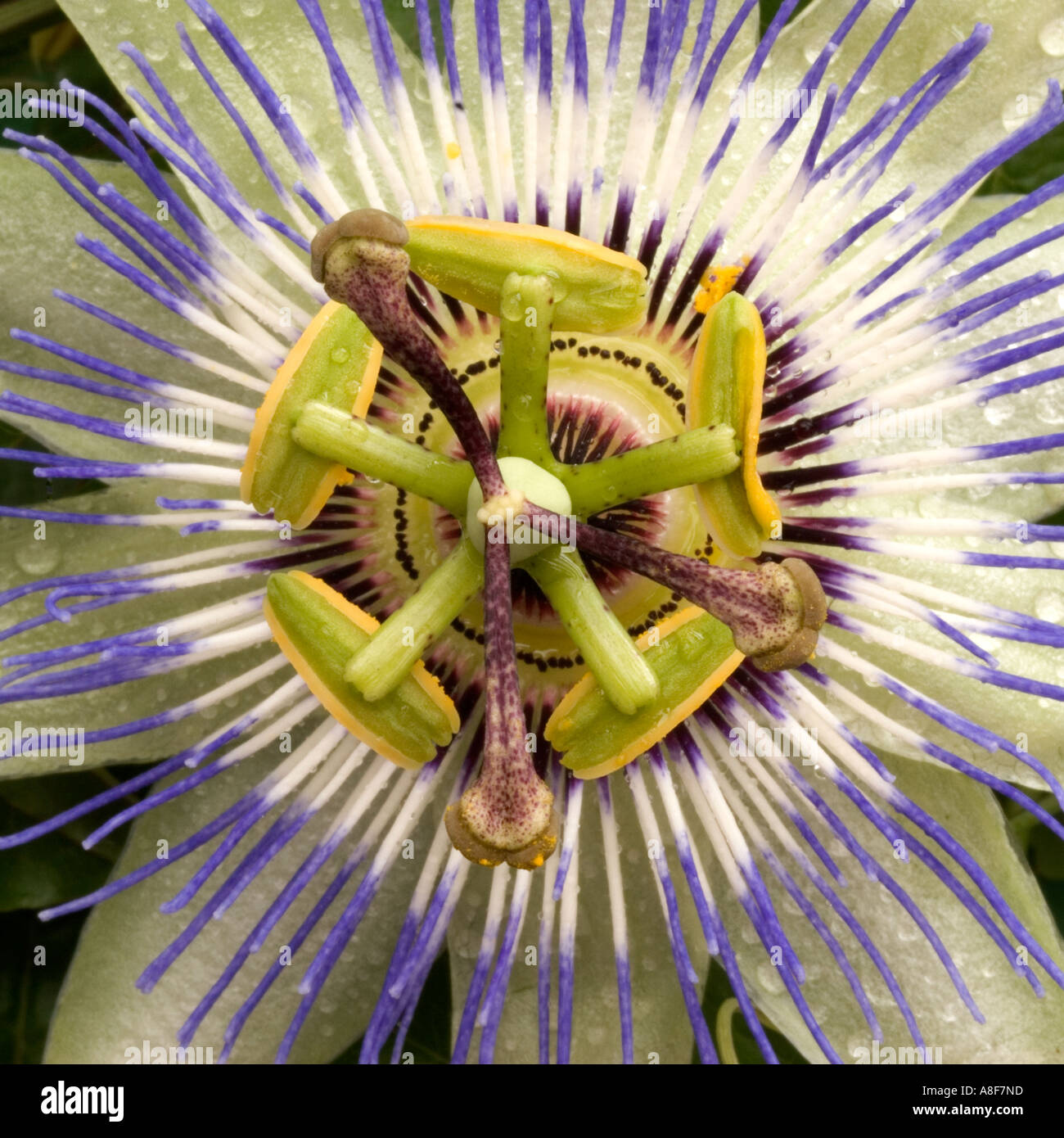 Passionsblume Stockfoto