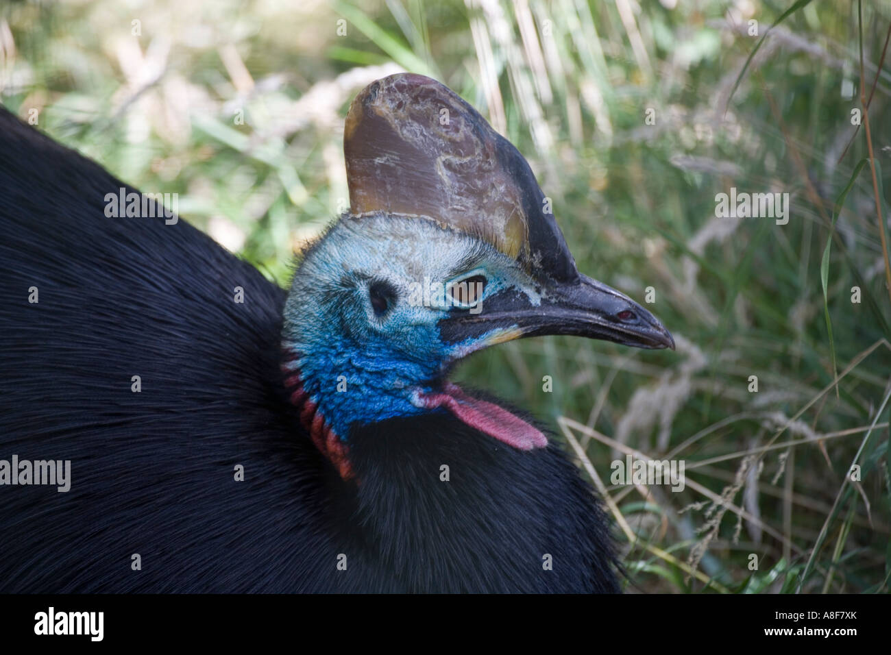 Südlichen Helmkasuar Casuarius casuarius Stockfoto