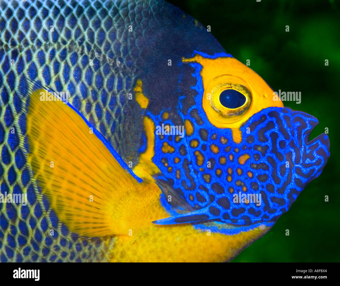 Porträt einer gelb blau konfrontiert maskiert Maske Angelfish Fische Pomacanthus Xanthometopon Malediven Malediven Inseln Indischer Ozean Stockfoto