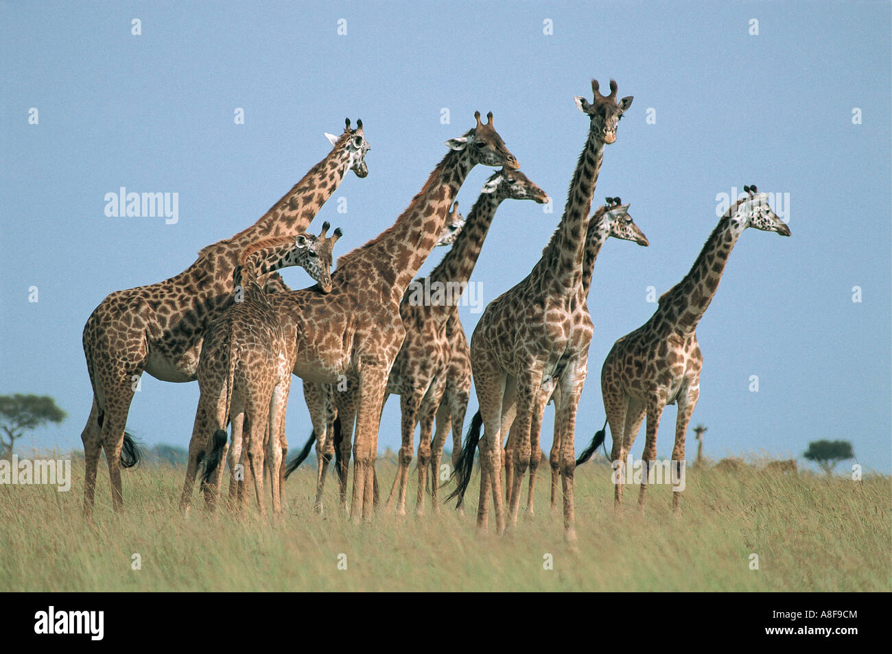 Herde von Masai Giraffe Masai Mara Nationalreservat Kenia Stockfoto