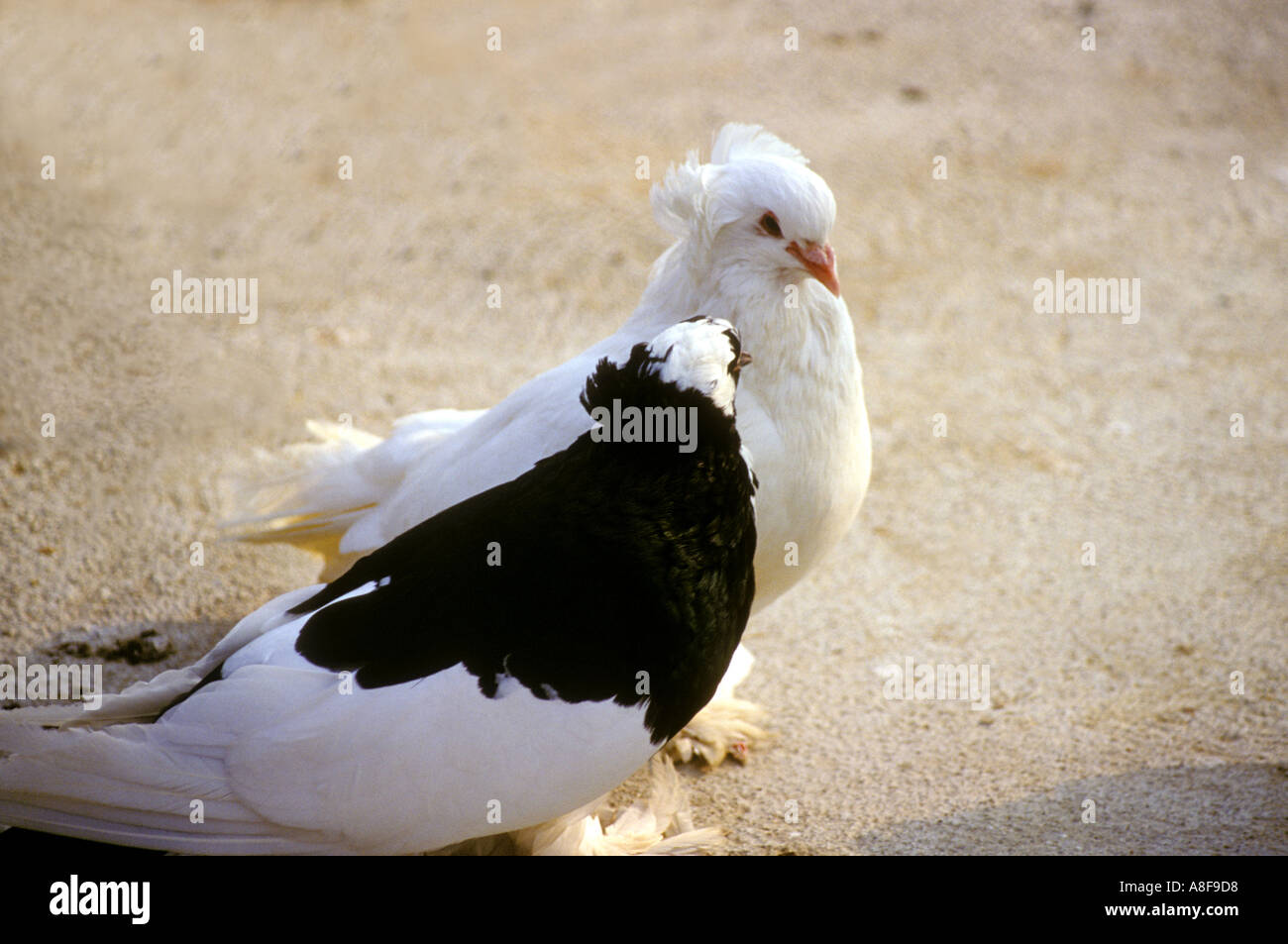 Weiße und schwarze Tauben umwerben Stockfoto Weiße und schwarze Tauben umwerben Stockfoto