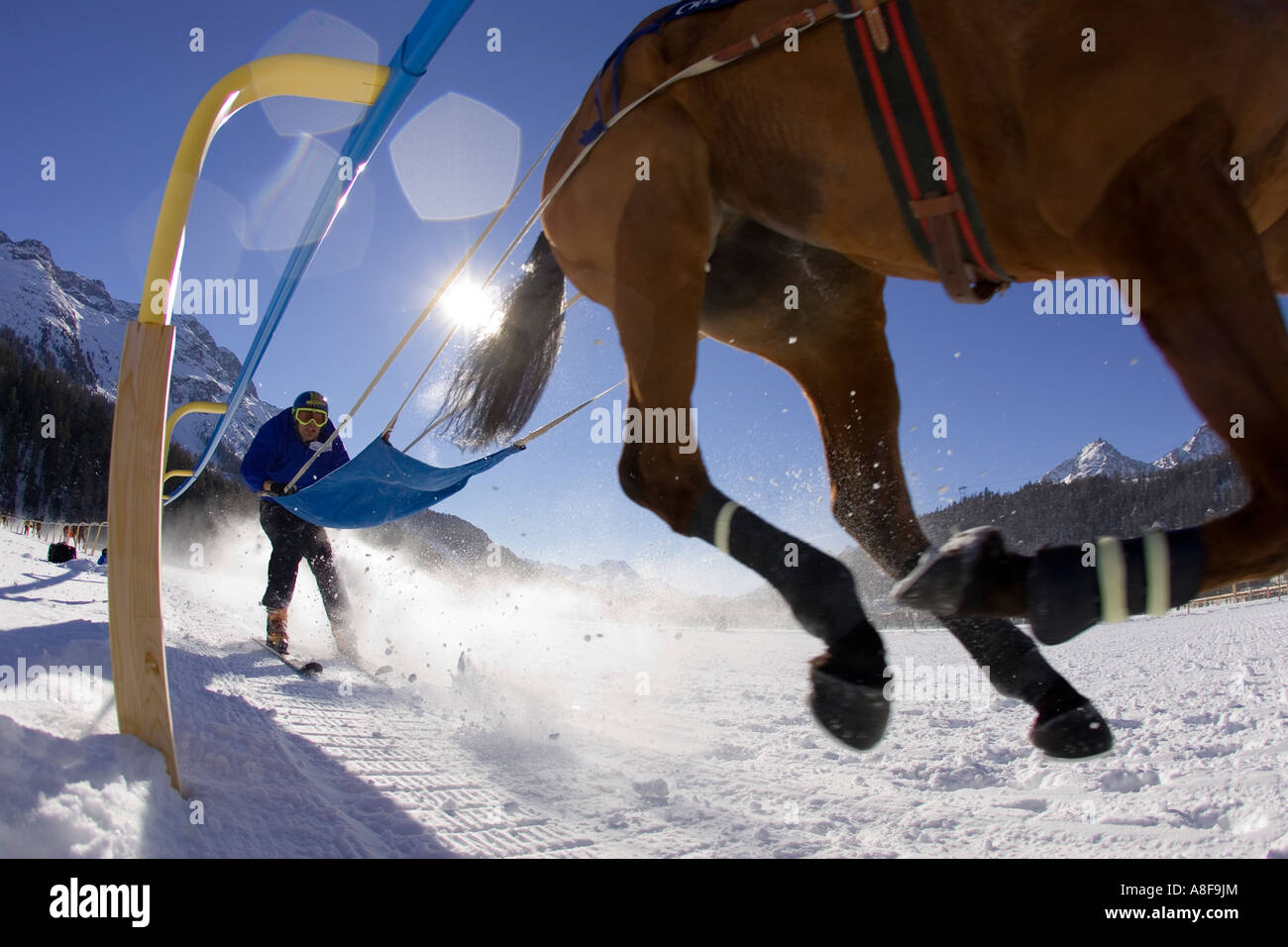 Ski-Jouring (Rennen) ein Pferd auf dem White Turf-Festival auf dem zugefrorenen See von St. Moritz, Schweiz Stockfoto