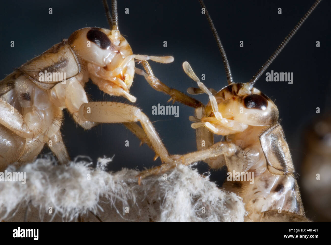 Haus Cricket Grillen Gryllidae Gryllinae Gryllus Heimchen Acheta Domesticus kommunizieren Kommunikation 2 zwei kämpfen kämpfen co Stockfoto