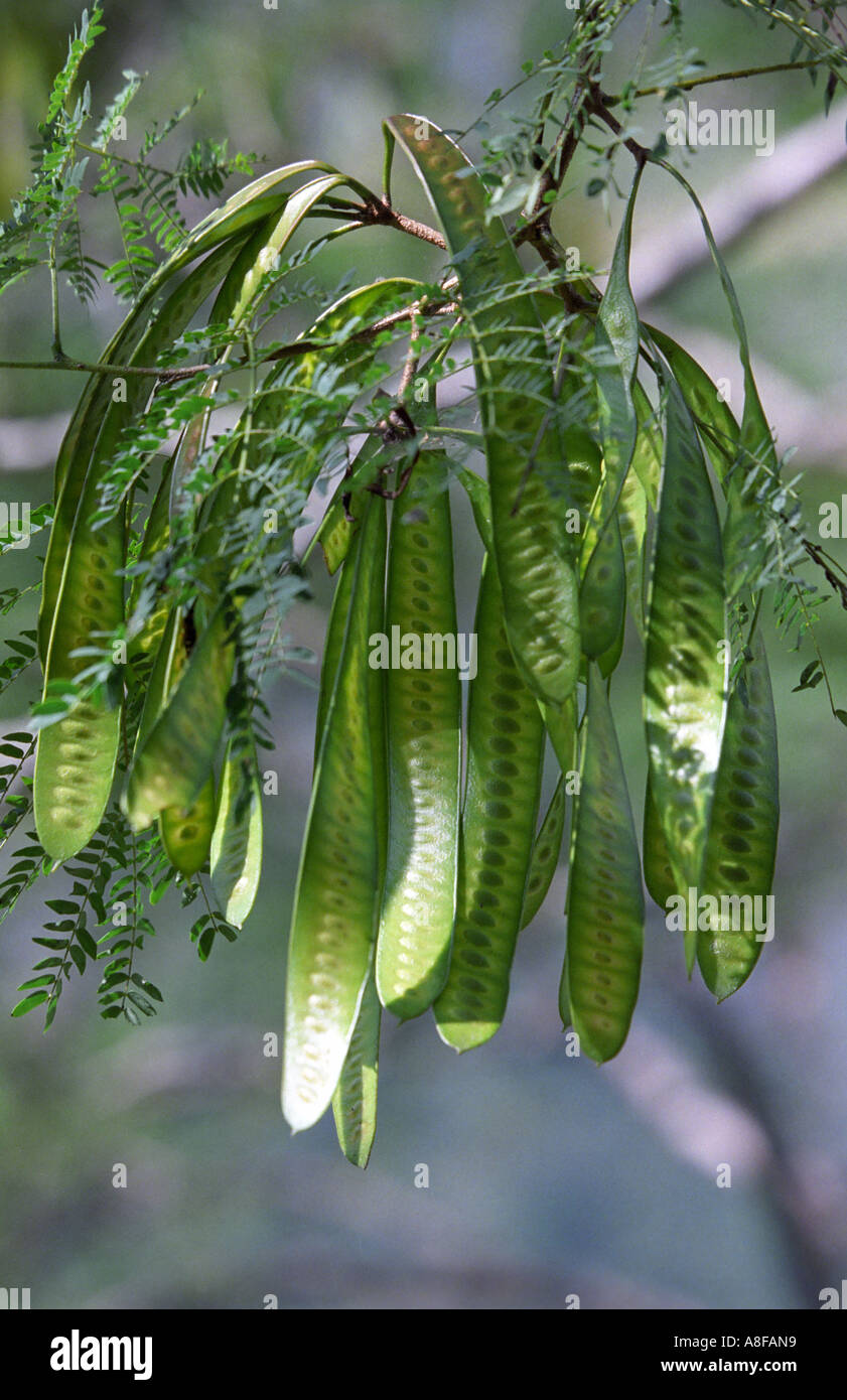 Früchte der wilden Hülsenfrüchte Fabaceae Erbse Stammbaum Tal von Kathmandu Nepal Stockfoto