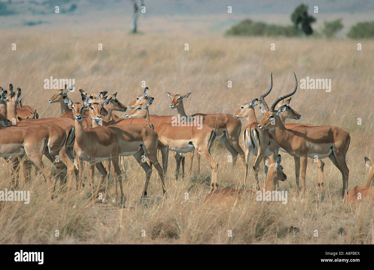 Männlichen Impala mit einem Teil seines Harems Masai Mara National Reserve Kenya Stockfoto