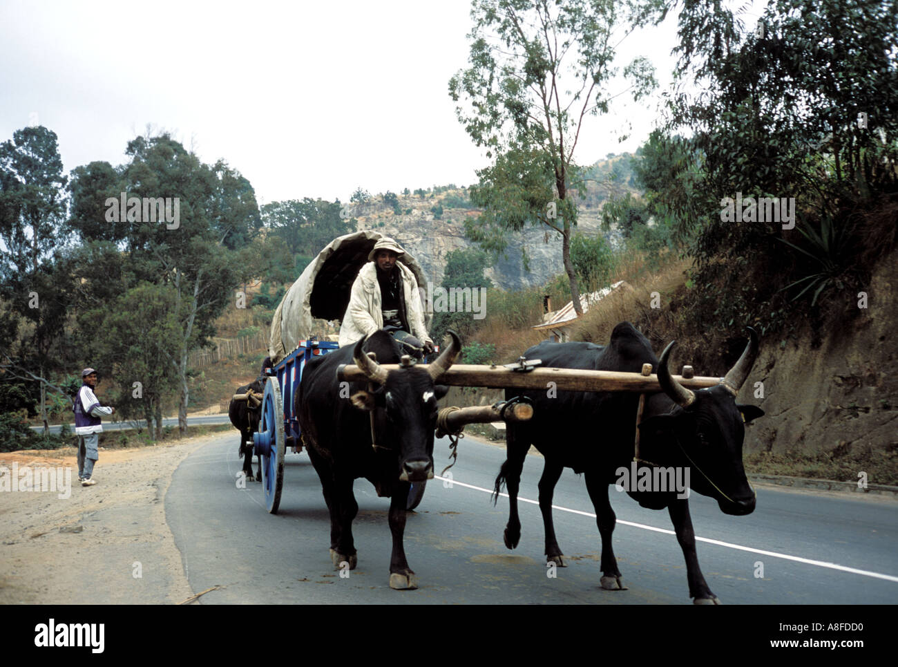 Ochsen gezogenen Wagen Madagaskar Stockfoto