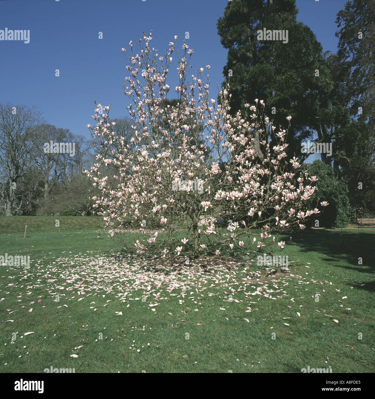 Magnolia Baum Magnolie X soulageana Blüte in Bicton Gärten Devon, aber mit vielen Blütenblättern jetzt gefallen auf dem Rasen Stockfoto