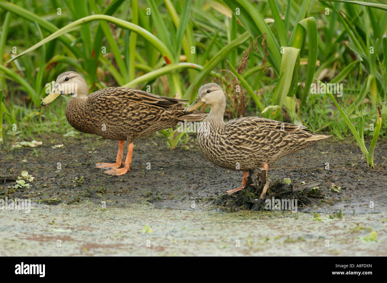 Fleckige Ente (Anas Fulvigula) Green Cay Natur Bereich Delray Beach Florida USA Stockfoto