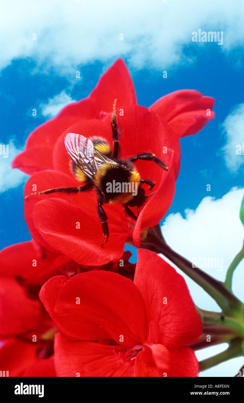 Hummel auf rote Blume Stockfoto
