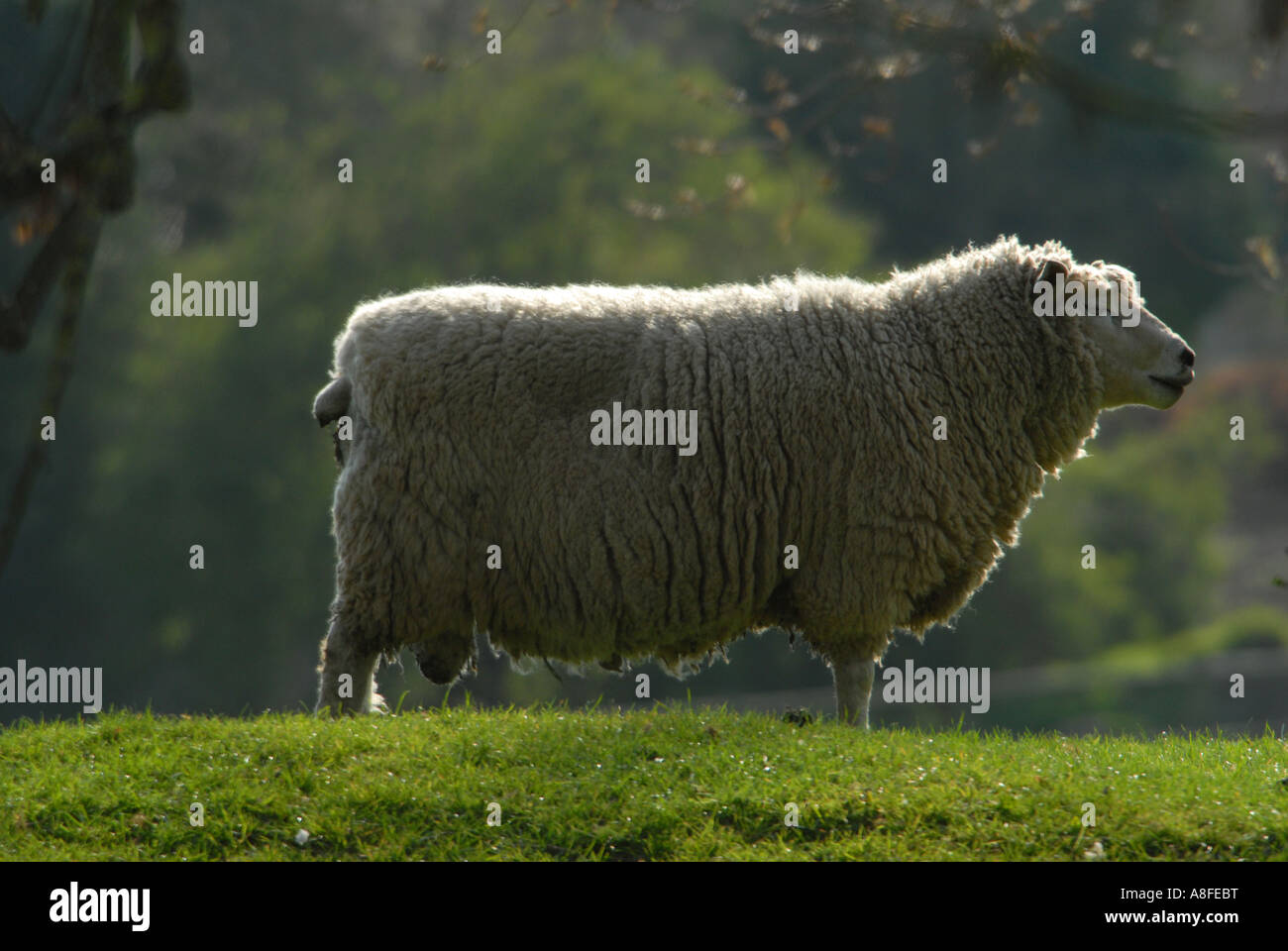 Schafe auf Romney Marsh Stockfoto