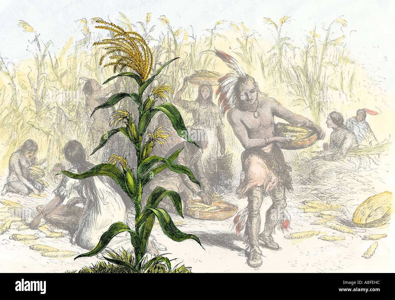 Korn oder Mais das Grundnahrungsmittel der Native Americans. Handkolorierte Holzschnitte digital kombiniert Stockfoto