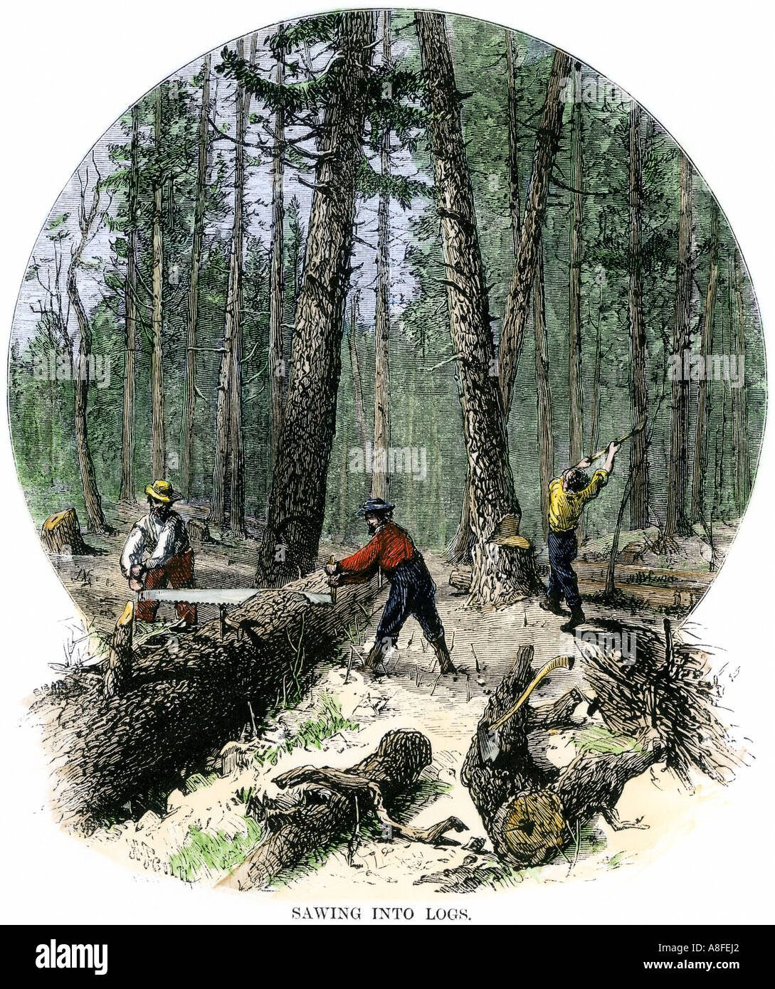 Minnesota logger Schneiden von Bäumen und Sägen Protokolle mit zwei Mann sah 1860. Hand - farbige Holzschnitt Stockfoto