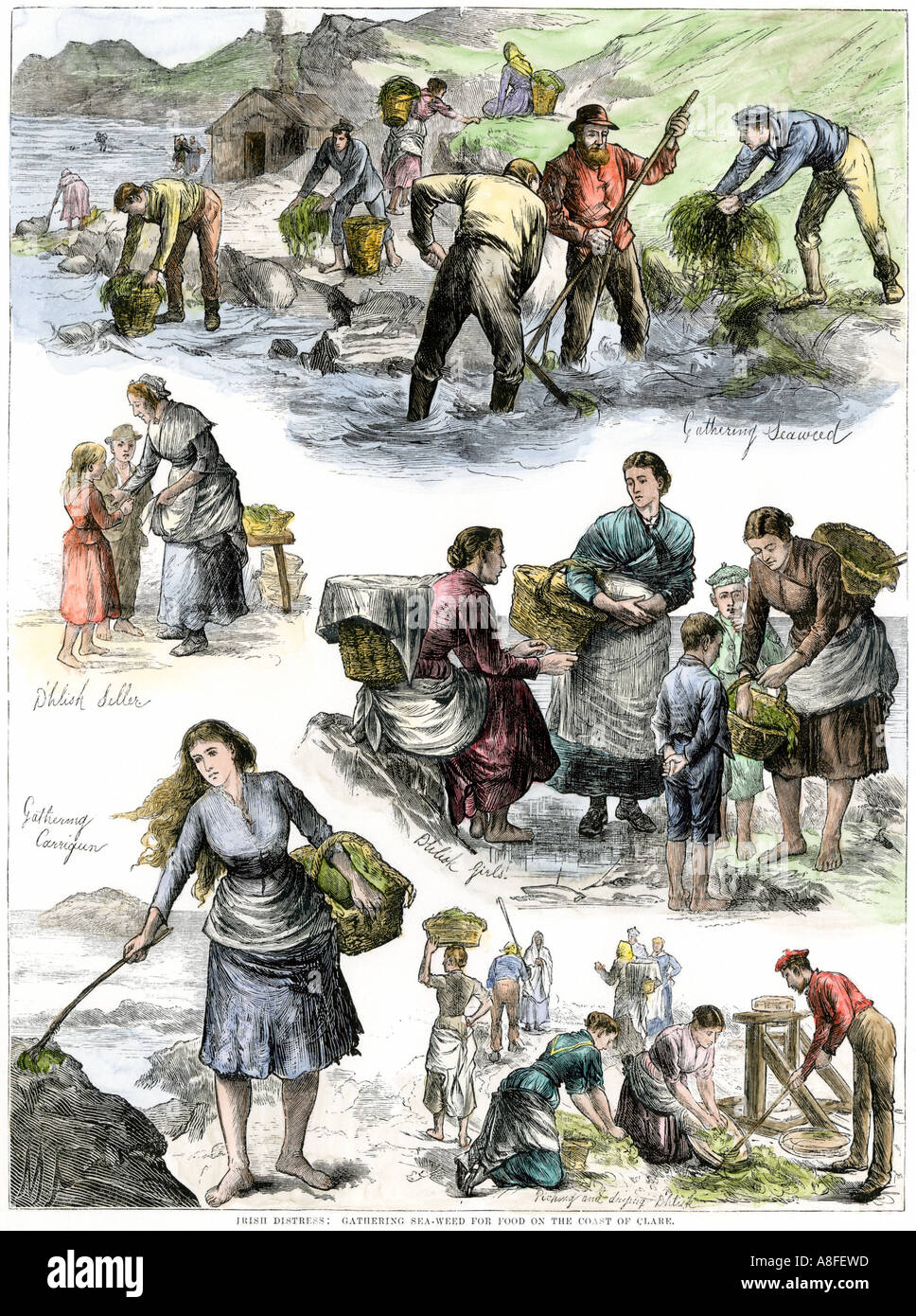 Hungrige Iren Algen sammeln für Lebensmittel an der Küste von County Clare 1800. Hand - farbige Holzschnitt Stockfoto