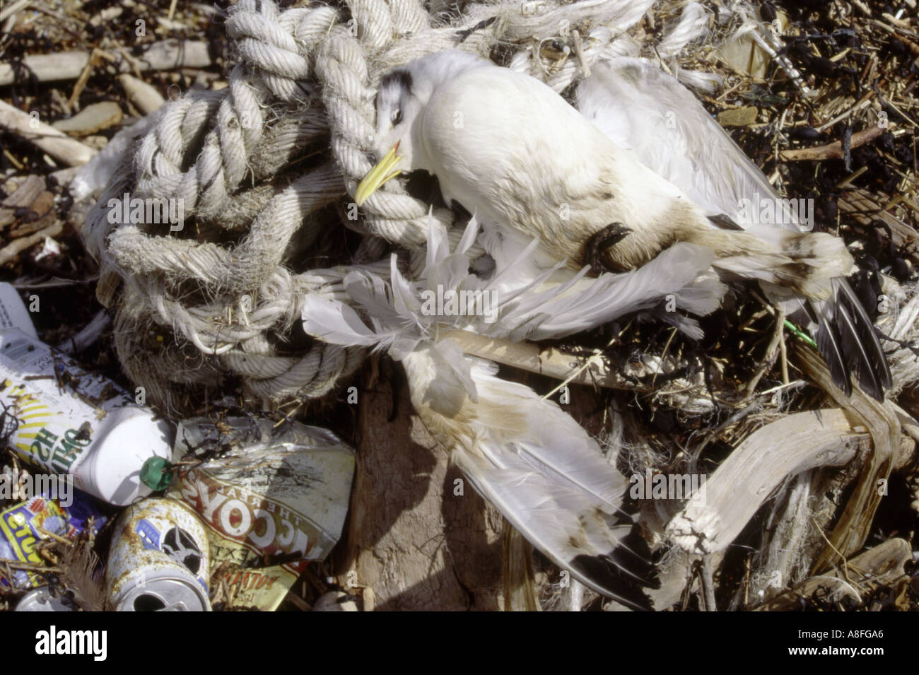 Seevogel Kittiwake Rissa Triactyla mit Müll Firth of Forth Schottland tot angespült Stockfoto