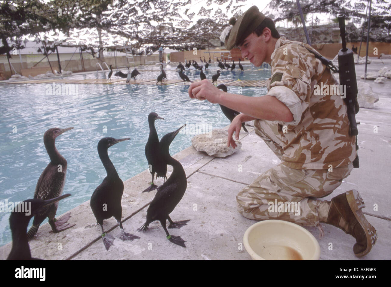 Ein alliierte Soldaten Fütterung vorher geölt Socotra Kormorane Phalacrocorax Nigrogularis ein Rehabilitationszentrum Golfkrieg Stockfoto