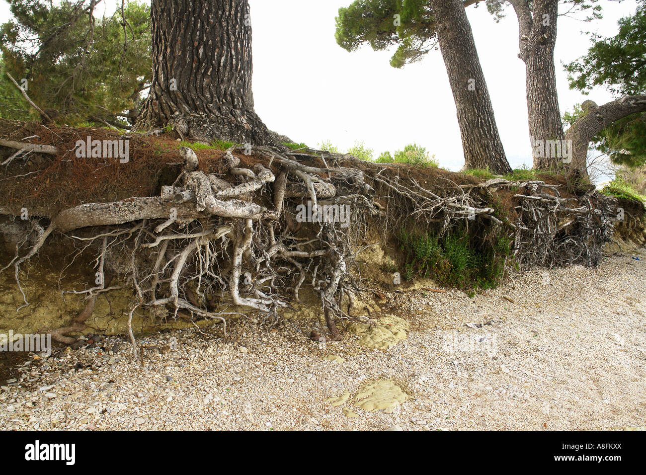 Wurzeln eines großen Baumes am Meeresstrand wurden durch Wind und Wellen erodiert. Stockfoto