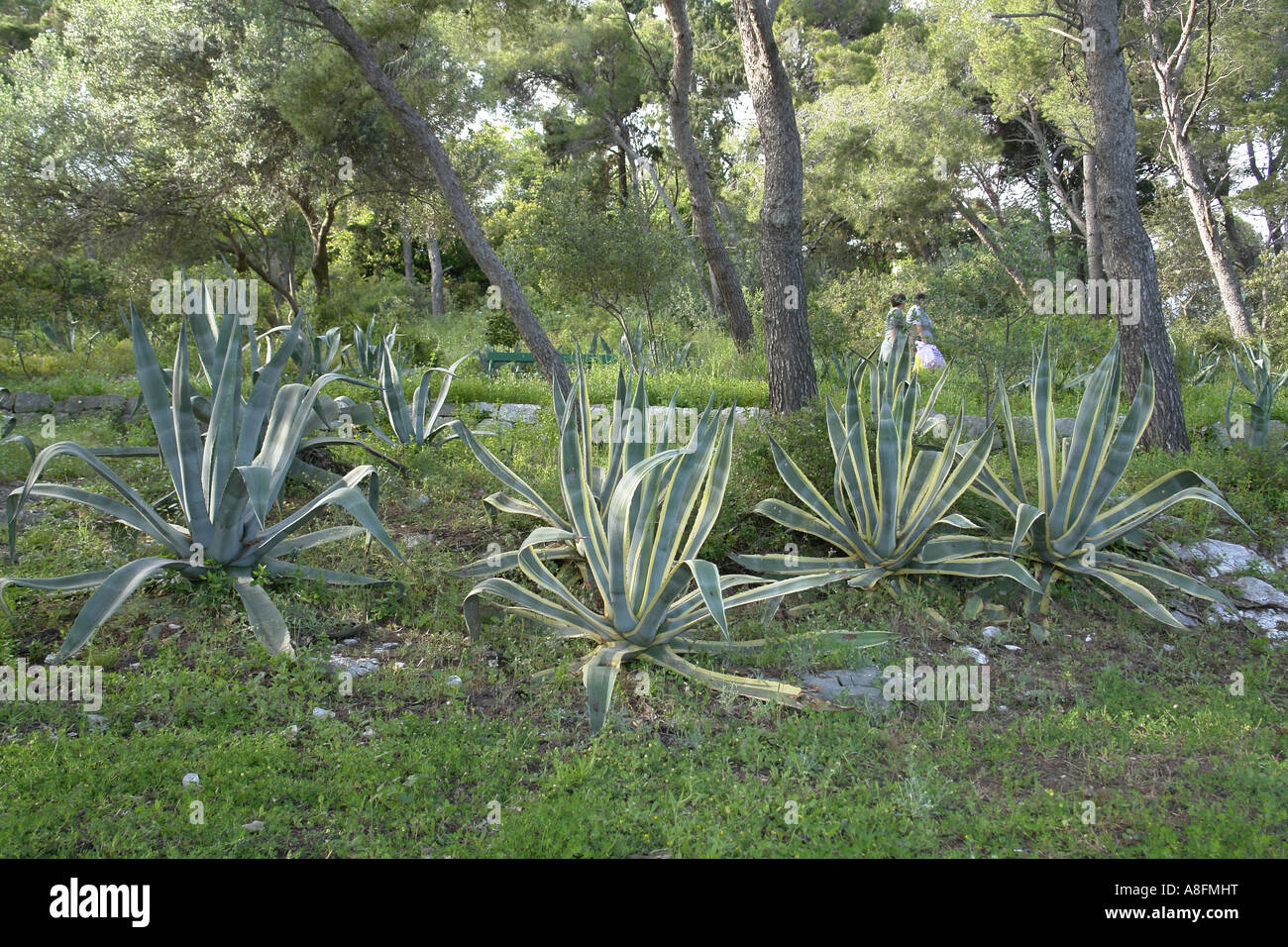 Croatia cactus -Fotos und -Bildmaterial in hoher Auflsung  Alamy