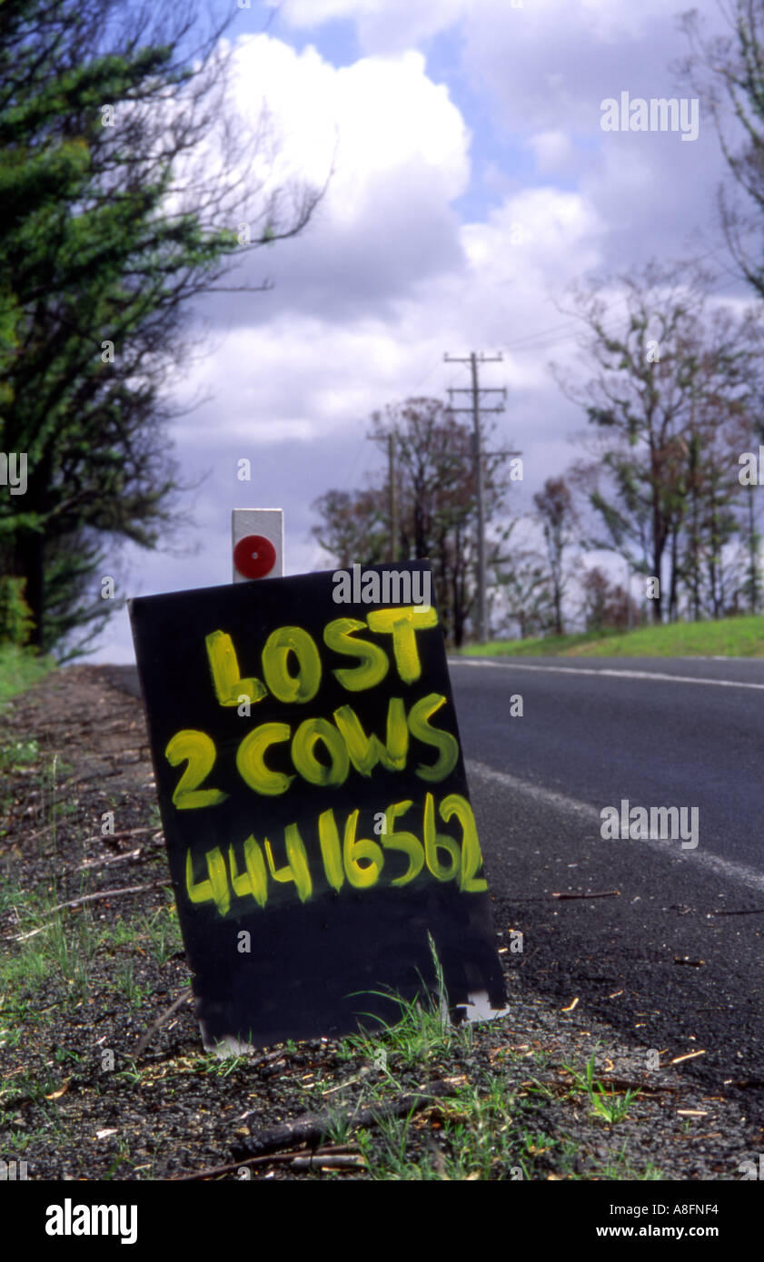 Kuh-Zeichen neben einer Landstraße in Australien verloren Stockfoto