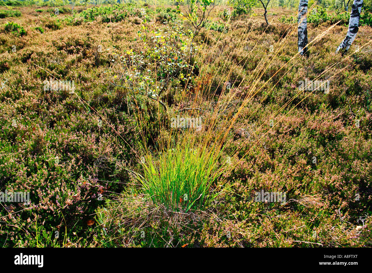 Marschland Moor Stockfoto