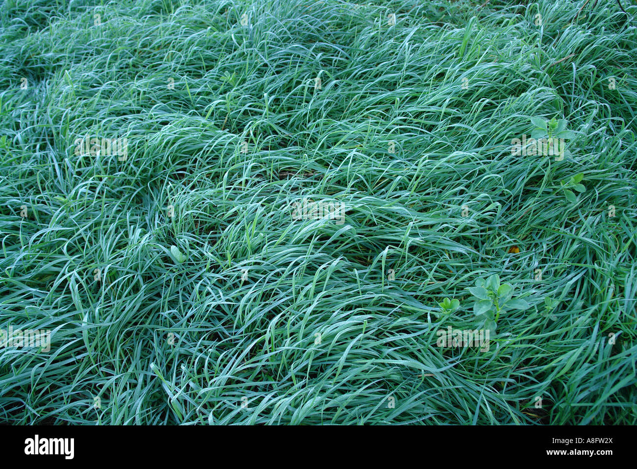 Grüne Wiesen im Morgen Feuchtigkeit Stockfoto
